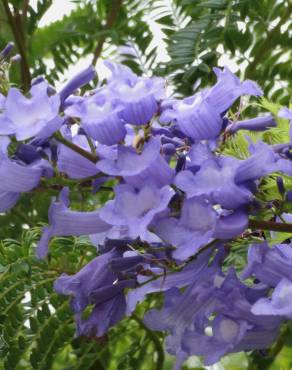 Fotografia 30 da espécie Jacaranda mimosifolia no Jardim Botânico UTAD