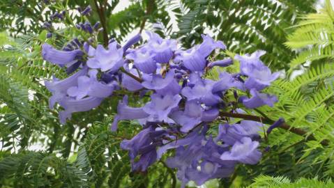 Fotografia da espécie Jacaranda mimosifolia