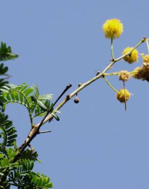 Fotografia 5 da espécie Vachellia torrei no Jardim Botânico UTAD