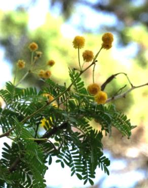 Fotografia 6 da espécie Vachellia torrei no Jardim Botânico UTAD