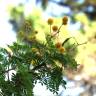 Fotografia 6 da espécie Vachellia torrei do Jardim Botânico UTAD