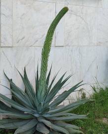 Fotografia da espécie Agave attenuata