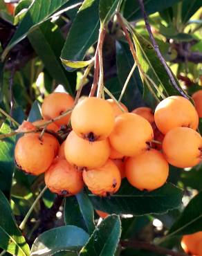 Fotografia 16 da espécie Pyracantha coccinea no Jardim Botânico UTAD