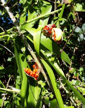 Fotografia 12 da espécie Iris foetidissima no Jardim Botânico UTAD