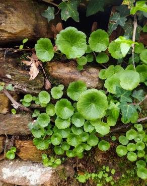 Fotografia 15 da espécie Umbilicus rupestris no Jardim Botânico UTAD