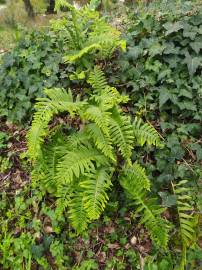 Fotografia da espécie Polypodium interjectum