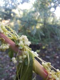 Fotografia da espécie Cuscuta campestris