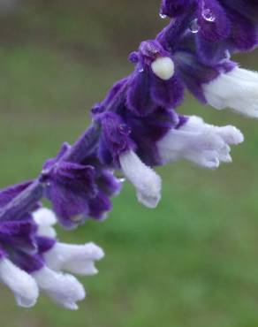 Fotografia 17 da espécie Salvia leucantha no Jardim Botânico UTAD