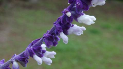 Fotografia da espécie Salvia leucantha