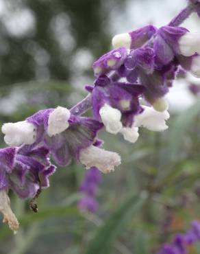 Fotografia 1 da espécie Salvia leucantha no Jardim Botânico UTAD