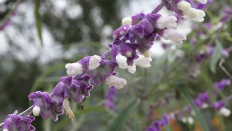 Fotografia da espécie Salvia leucantha