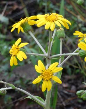 Fotografia 1 da espécie Farfugium japonicum no Jardim Botânico UTAD