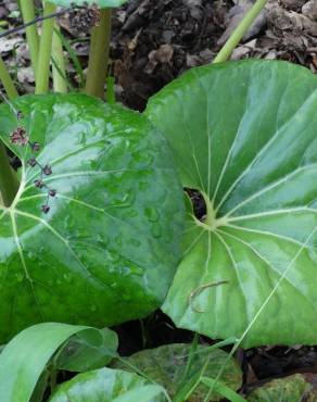 Fotografia 14 da espécie Farfugium japonicum no Jardim Botânico UTAD