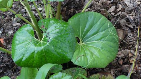 Fotografia da espécie Farfugium japonicum