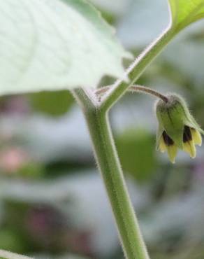 Fotografia 15 da espécie Physalis peruviana no Jardim Botânico UTAD