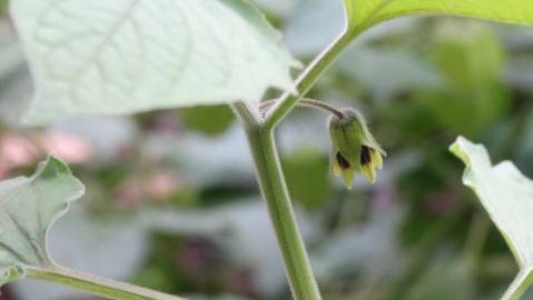 Fotografia da espécie Physalis peruviana