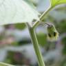 Fotografia 15 da espécie Physalis peruviana do Jardim Botânico UTAD