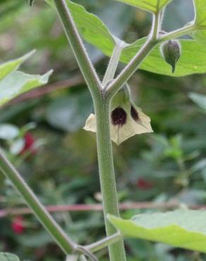 Fotografia 16 da espécie Physalis peruviana no Jardim Botânico UTAD