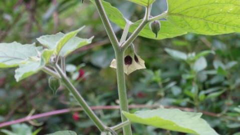 Fotografia da espécie Physalis peruviana