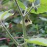 Fotografia 16 da espécie Physalis peruviana do Jardim Botânico UTAD