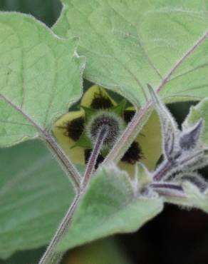 Fotografia 17 da espécie Physalis peruviana no Jardim Botânico UTAD