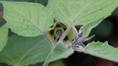 Fotografia da espécie Physalis peruviana