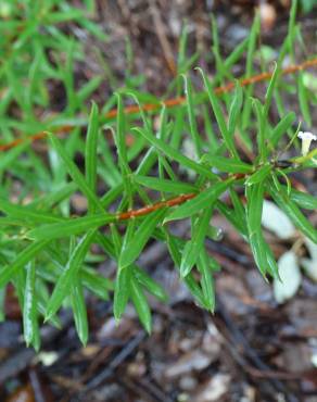 Fotografia 25 da espécie Daphne gnidium no Jardim Botânico UTAD