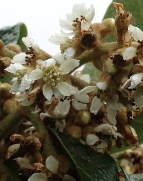 Fotografia 6 da espécie Eriobotrya japonica no Jardim Botânico UTAD