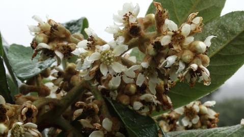 Fotografia da espécie Eriobotrya japonica