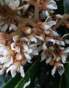 Fotografia 7 da espécie Eriobotrya japonica no Jardim Botânico UTAD