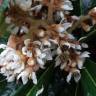 Fotografia 7 da espécie Eriobotrya japonica do Jardim Botânico UTAD