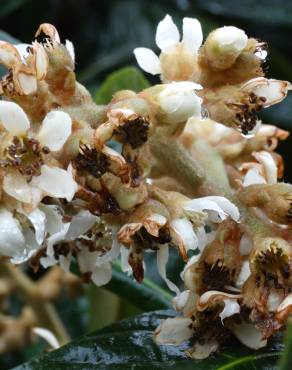 Fotografia 8 da espécie Eriobotrya japonica no Jardim Botânico UTAD