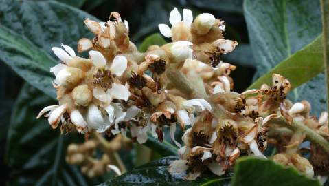 Fotografia da espécie Eriobotrya japonica