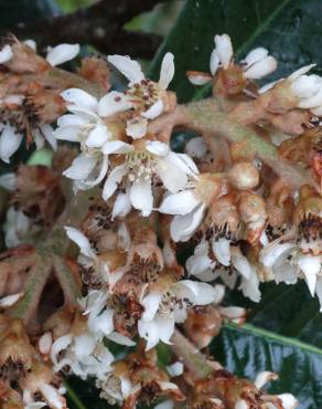 Fotografia 9 da espécie Eriobotrya japonica no Jardim Botânico UTAD