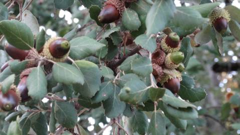 Fotografia da espécie Quercus suber