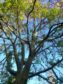 Fotografia da espécie Ceiba speciosa