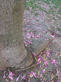 Fotografia da espécie Ceiba speciosa