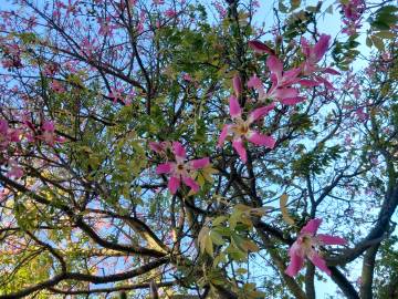 Fotografia da espécie Ceiba speciosa