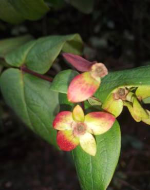 Fotografia 12 da espécie Hypericum androsaemum no Jardim Botânico UTAD