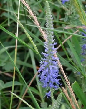 Fotografia 1 da espécie Veronica spicata no Jardim Botânico UTAD