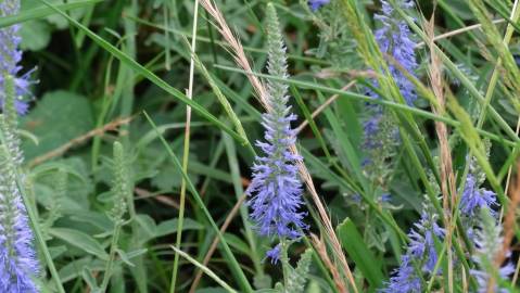 Fotografia da espécie Veronica spicata