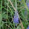 Fotografia 1 da espécie Veronica spicata do Jardim Botânico UTAD