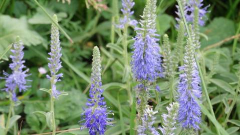 Fotografia da espécie Veronica spicata