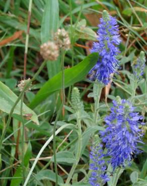 Fotografia 3 da espécie Veronica spicata no Jardim Botânico UTAD