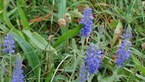 Fotografia da espécie Veronica spicata