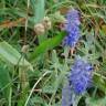 Fotografia 3 da espécie Veronica spicata do Jardim Botânico UTAD