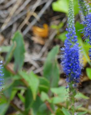 Fotografia 4 da espécie Veronica spicata no Jardim Botânico UTAD