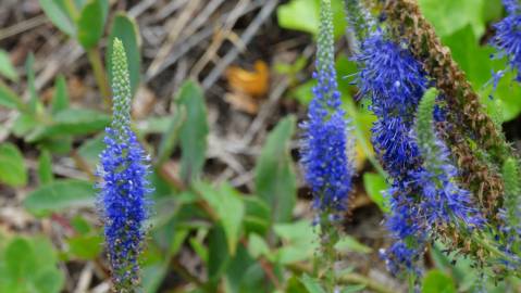 Fotografia da espécie Veronica spicata