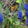 Fotografia 4 da espécie Veronica spicata do Jardim Botânico UTAD