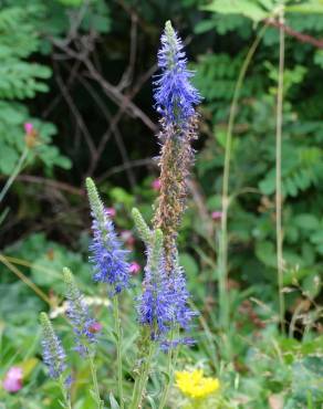 Fotografia 5 da espécie Veronica spicata no Jardim Botânico UTAD